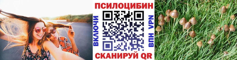 Купить Яблоновский Псилоцибиновые грибы Psilocybine cubensis